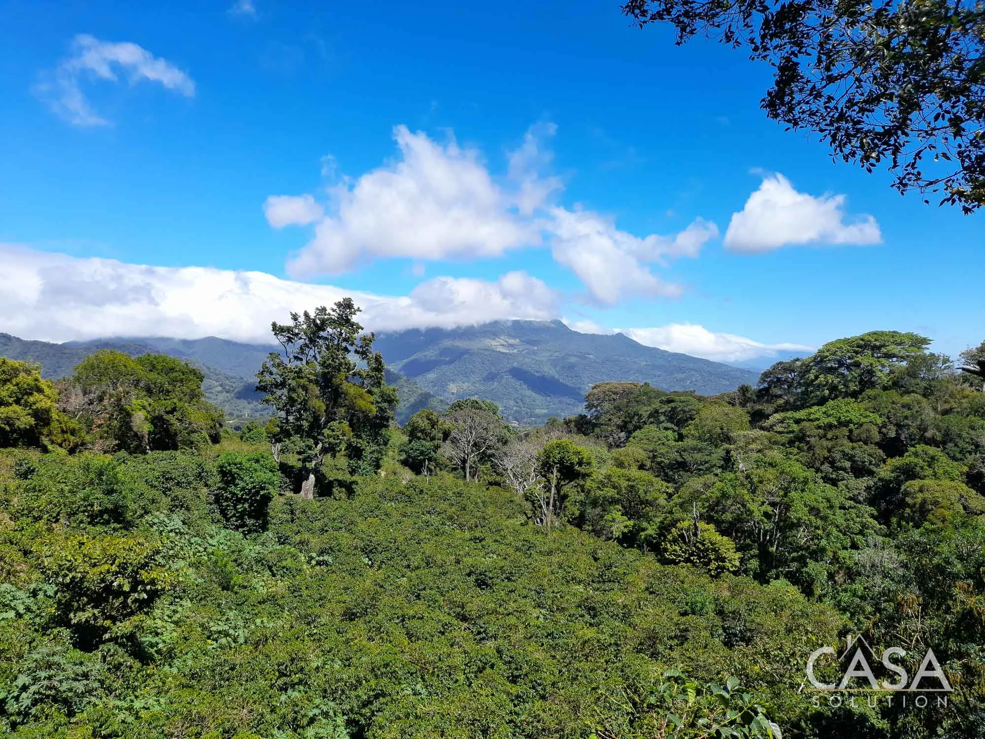 Coffee plantation for sale in Alto Quiel, Bajo Boquete. 7 hectares, 8,258.07 sqm with mountain views and a flat area for building. Ideal for coffee cultivation.