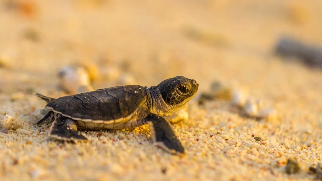 Sea turtles Playa la Barqueta 