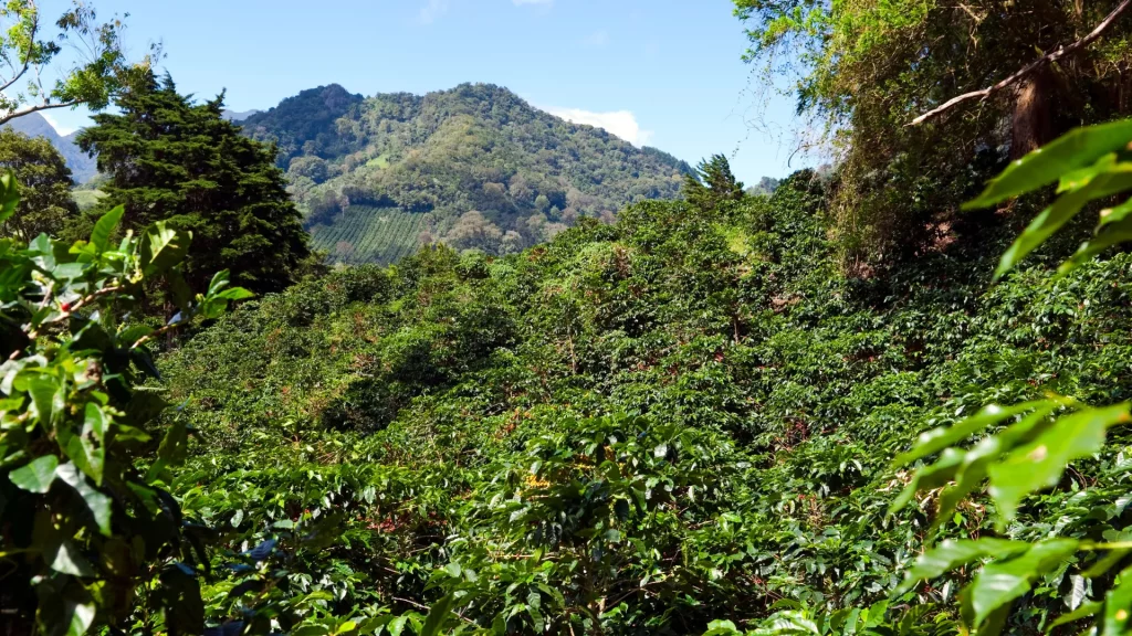 World of Coffee 2026: Panama