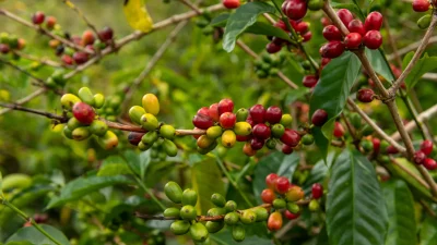 World of Coffee 2026: Panama’s Highlands Producing Award-Winning Coffee