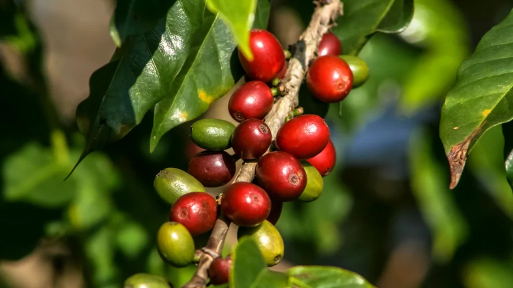 World of Coffee 2026: Panama